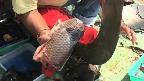 为买特价鱼将鱼踩死在购买特价鱼时，将鱼踩死是不明智的行为。这不仅对鱼造成了伤害，而且也可能会影响到你的购物体验和其他顾客的感受。